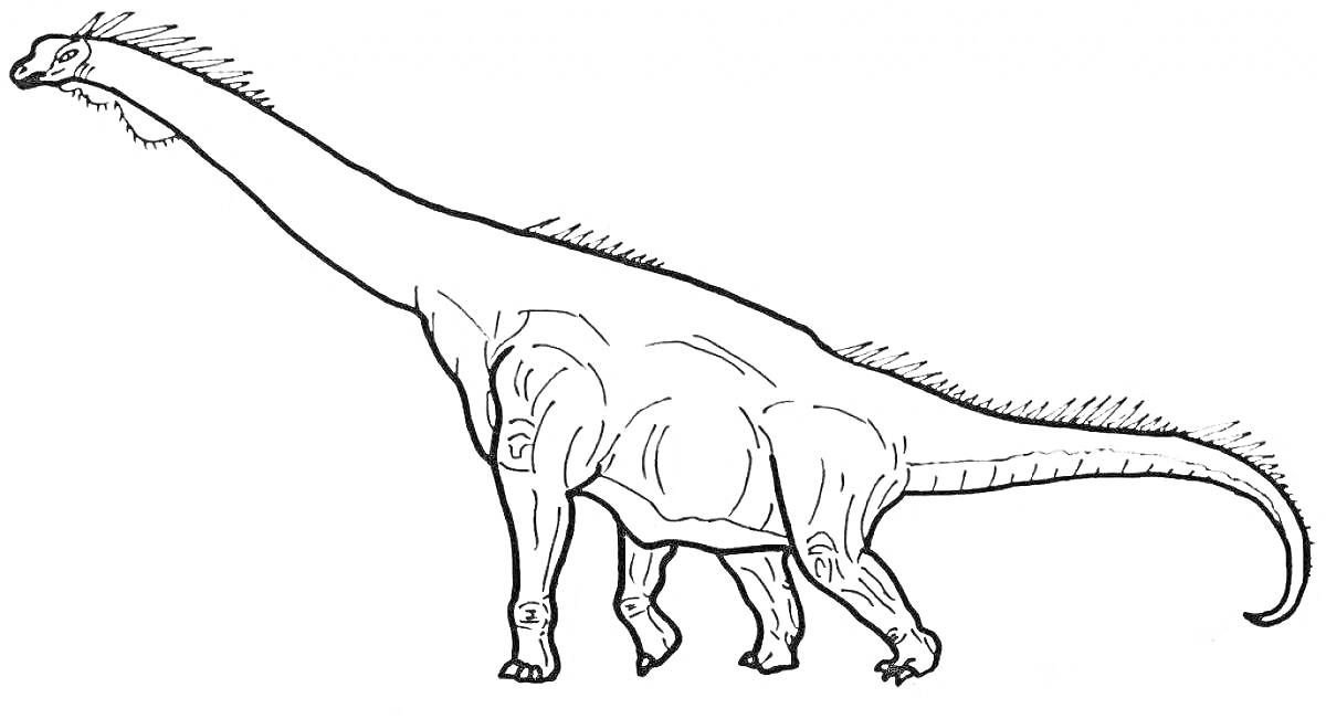 Раскраска Брахиозавр с вытянутой шеей и хвостом, стоящий на четырех ногах