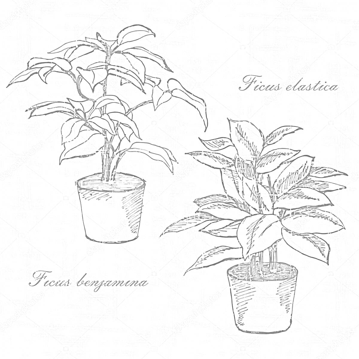 Раскраска два фикуса в горшках - Ficus benjamina и Ficus elastica на сером фоне