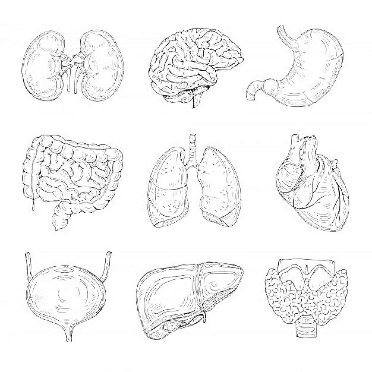 Раскраска анатомия человека - почки, мозг, желудок, толстый кишечник, легкие, сердце, мочевой пузырь, печень, щитовидная железа