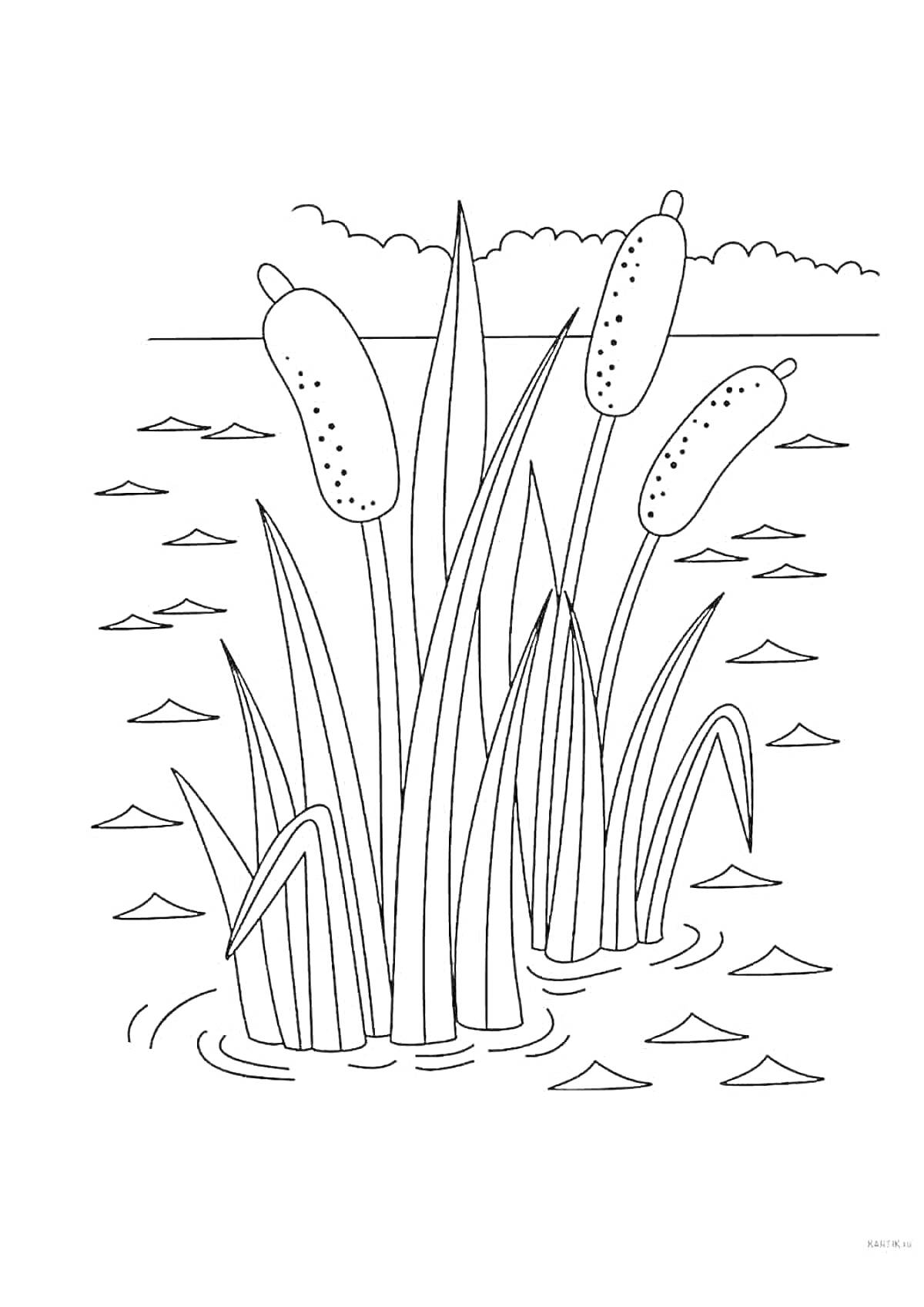 Раскраска Тростник в болоте с водой и облаками