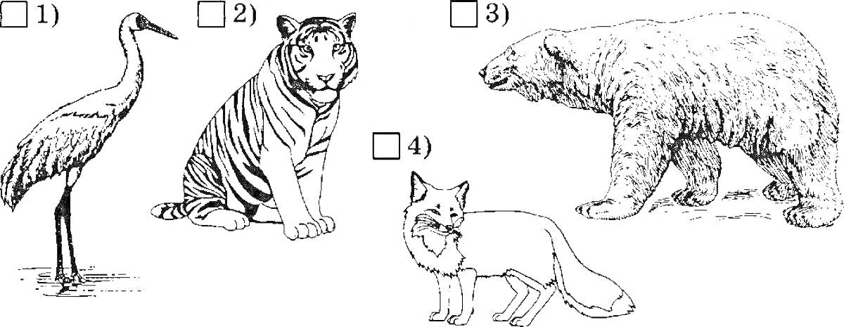 Раскраска Журавль, тигр, белый медведь, лиса