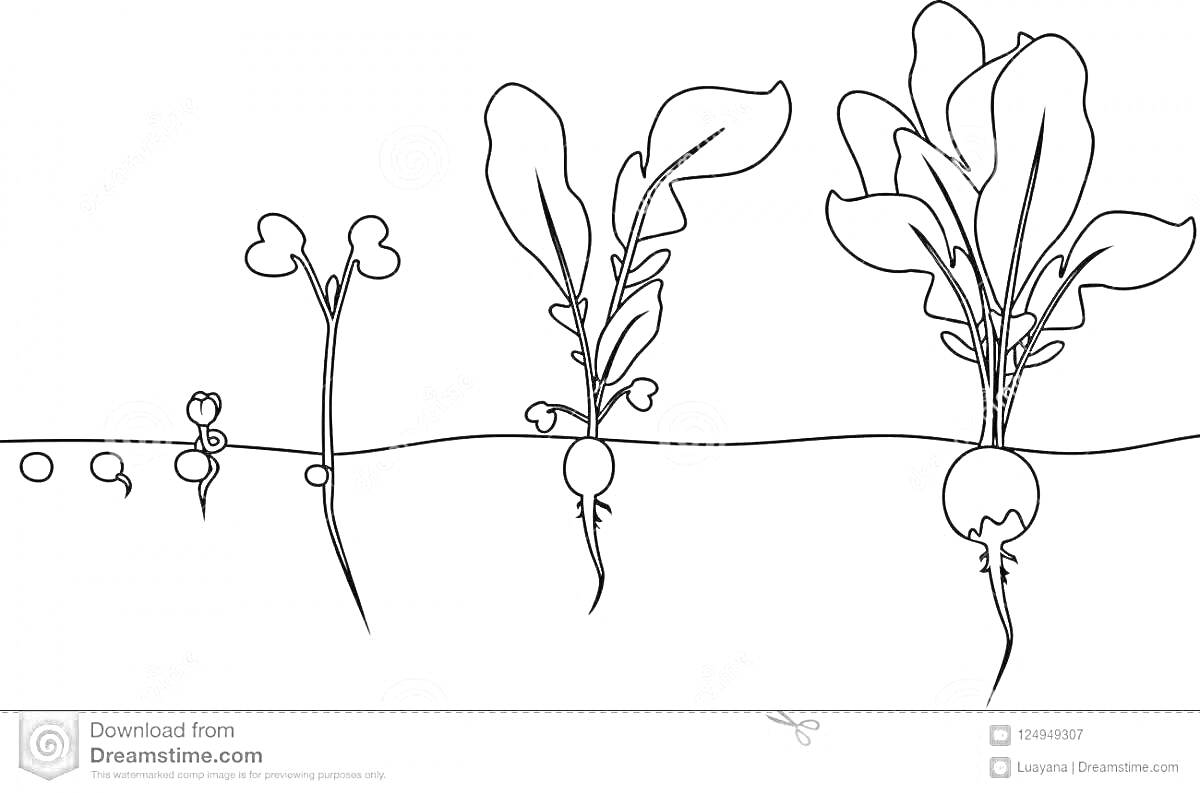 Раскраска Процесс роста растения - фазы развития ростка, ростка с первыми листьями, молодого растения и зрелого растения с корнями и листьями