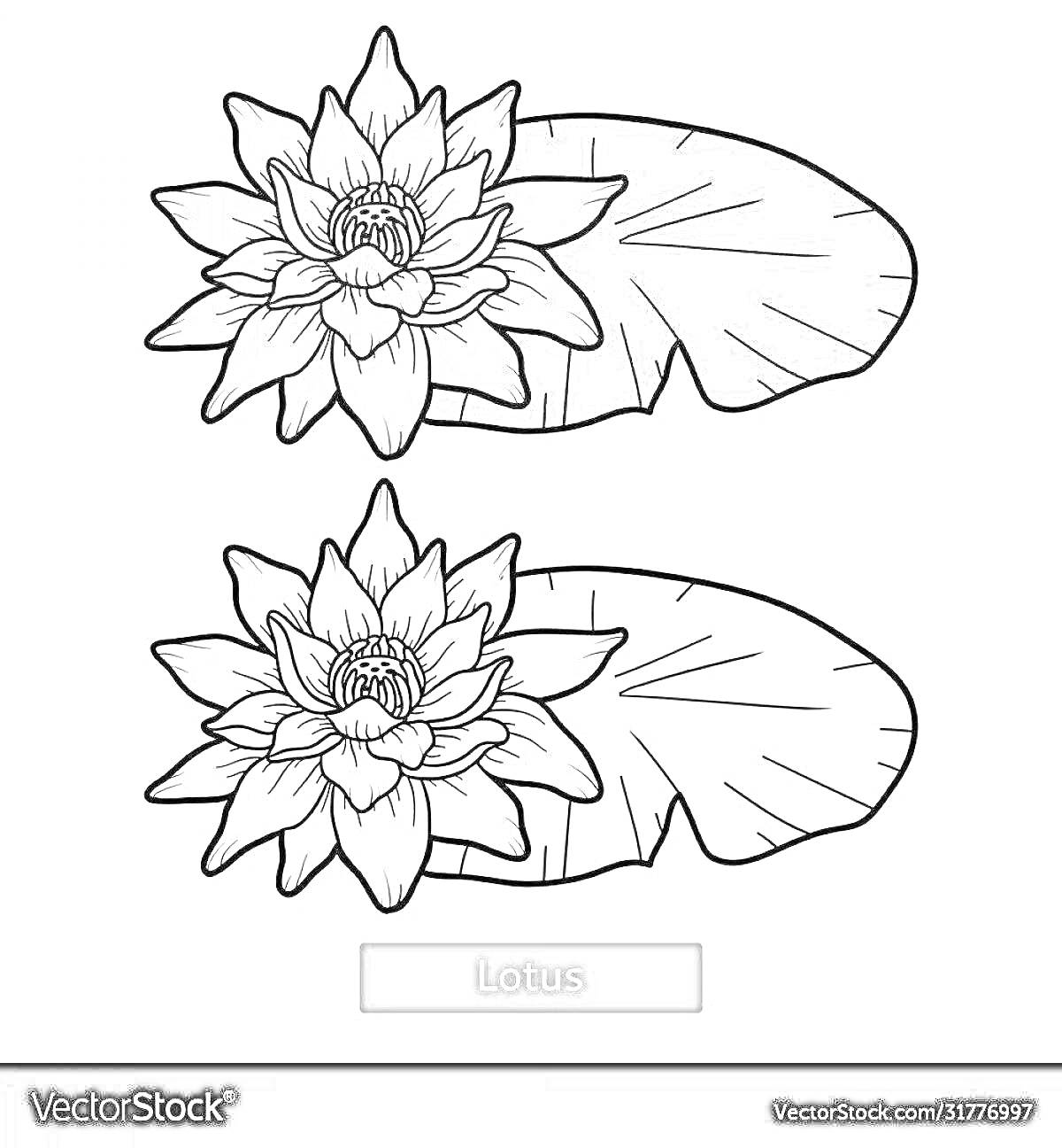 Раскраска Лотос с листьями - два изображения одного и того же цветка лотоса с листом