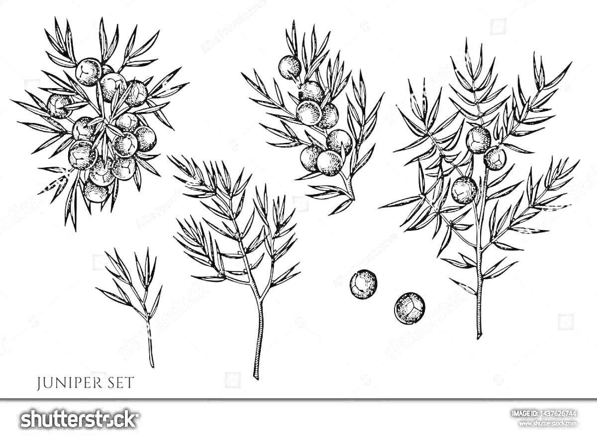 Рисунок с можжевельником, содержащий ветки с ягодами, отдельные ягоды и листочки
