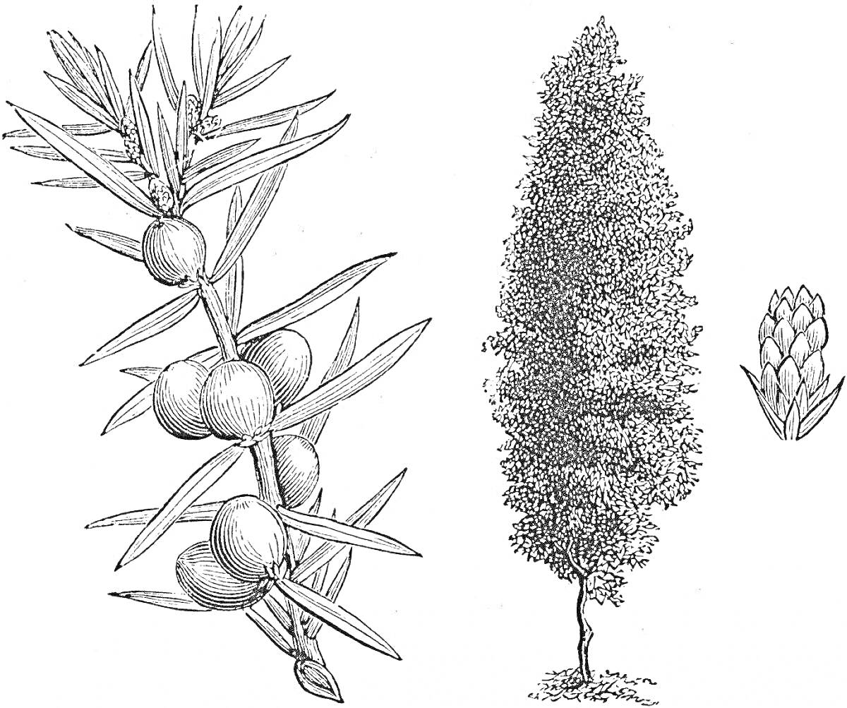 Раскраска Ветвь можжевельника с ягодами, дерево можжевельника и его шишка