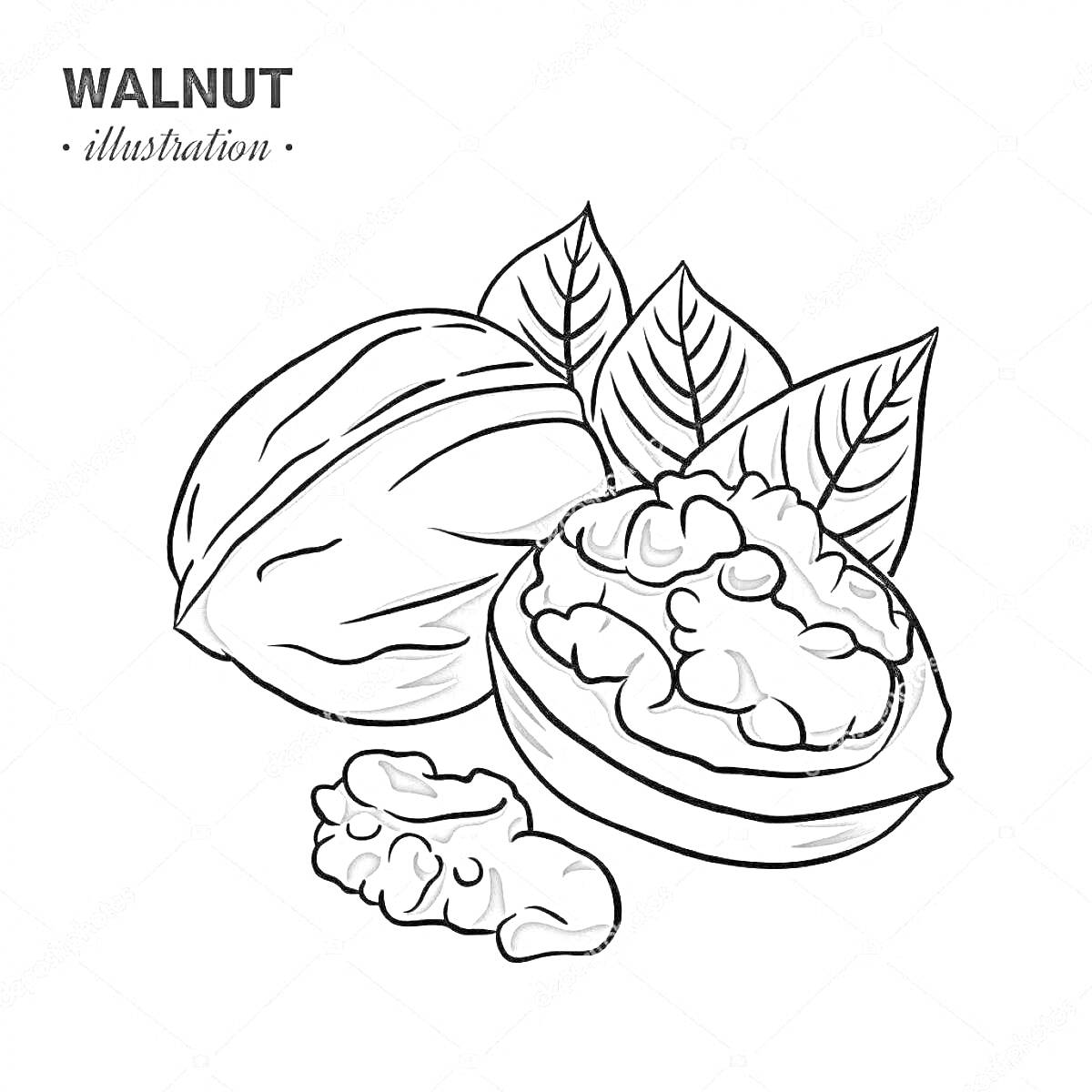 Раскраска Целый грецкий орех, половинка грецкого ореха с ядром, ядро грецкого ореха, листья