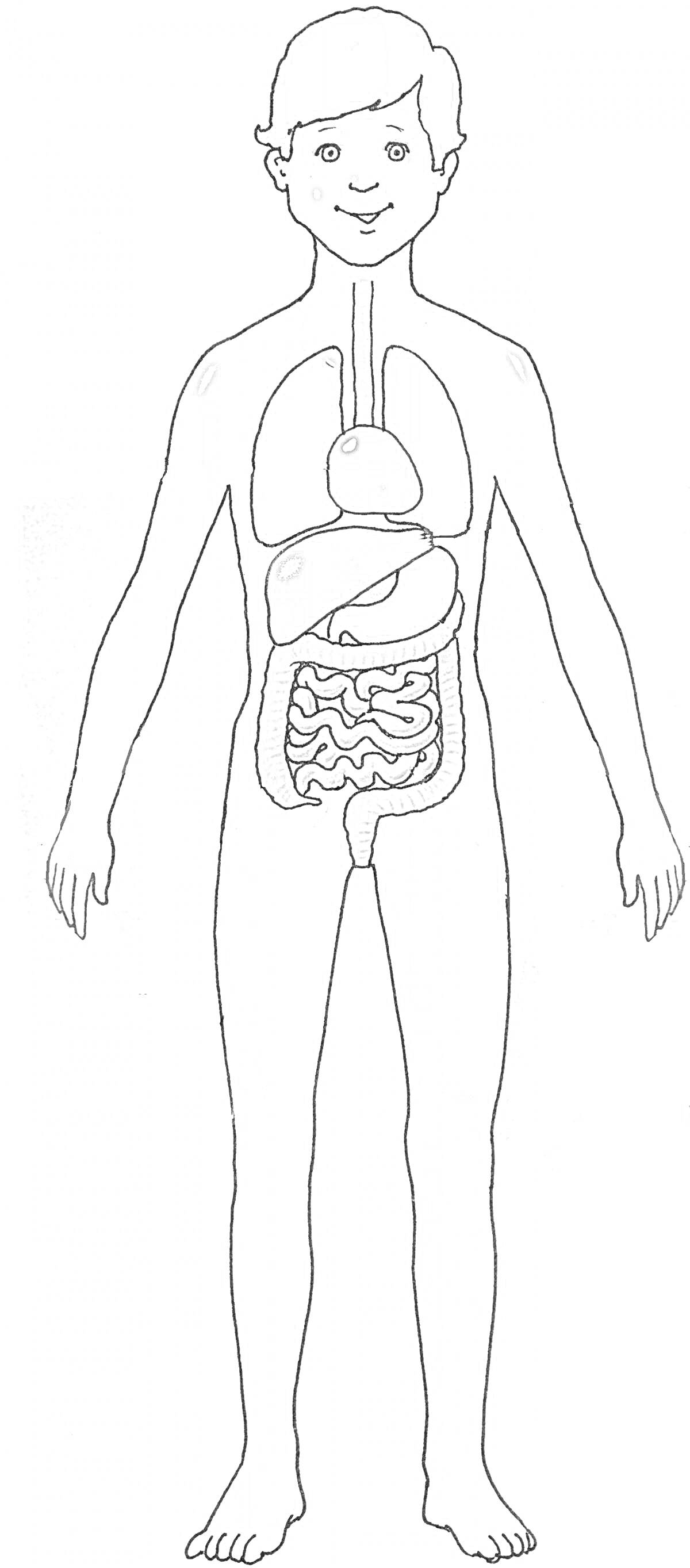 На раскраске изображено: Тело человека, Внутренние органы, Легкие, Печень, Желудок, Кишечник, Для детей