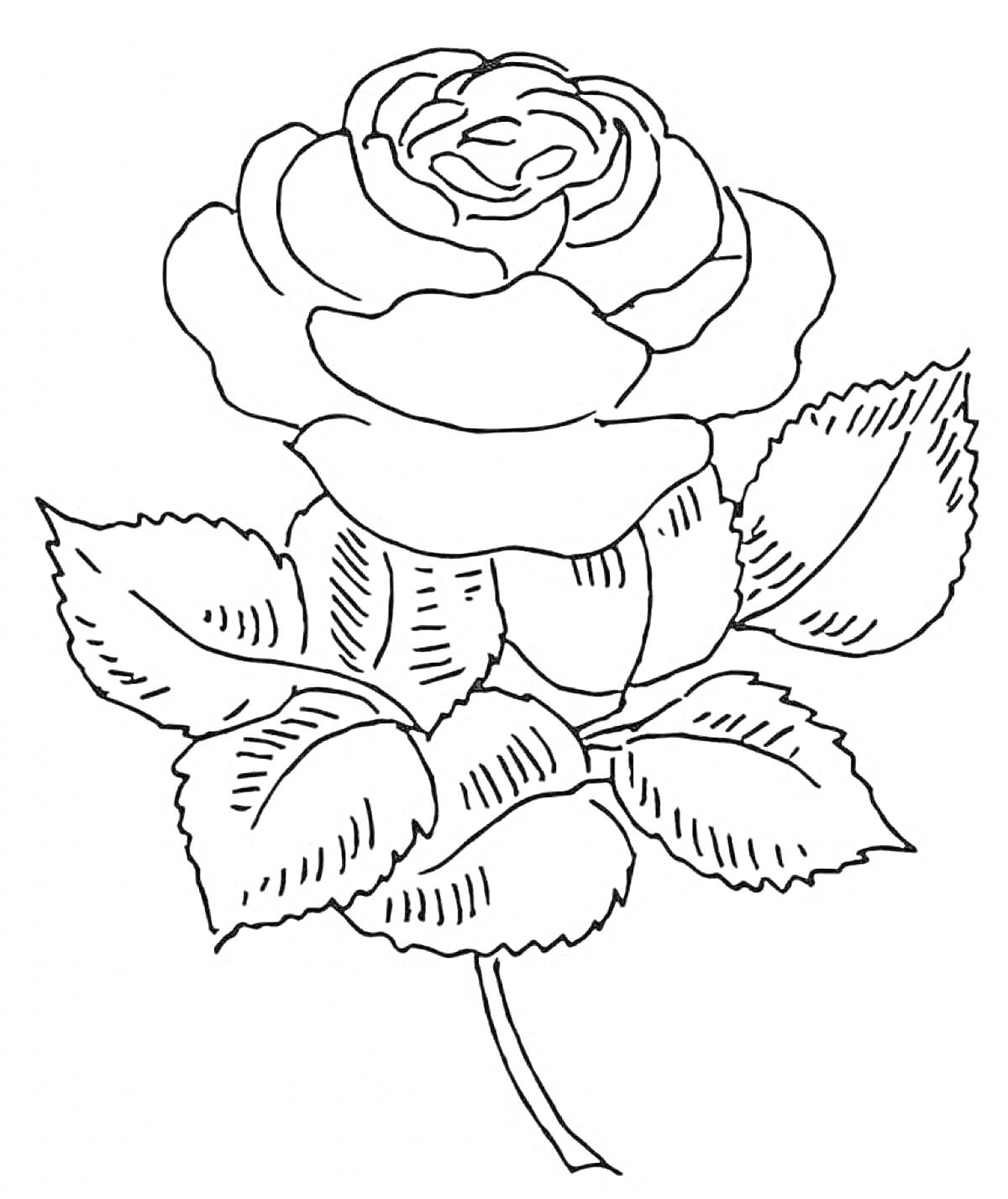 Раскраска Раскраска с изображением розы с листьями для детей