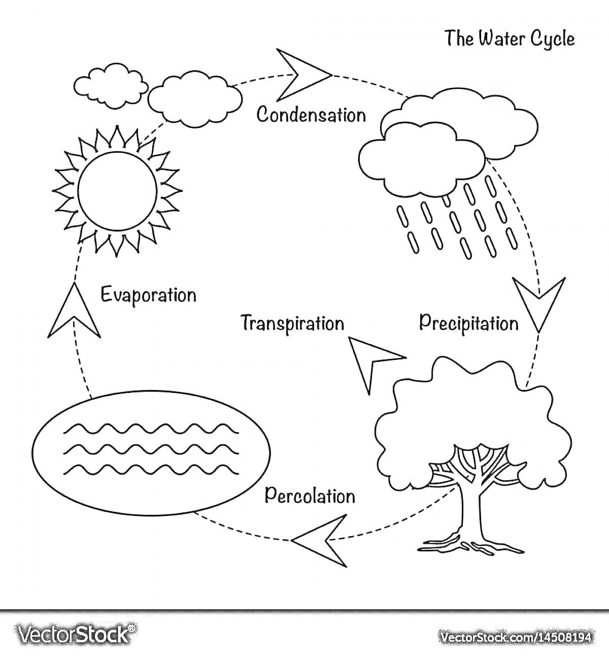 Раскраска Водный цикл в природе: солнце, облака, дождь, воды, дерево, подписи процессов и стрелки