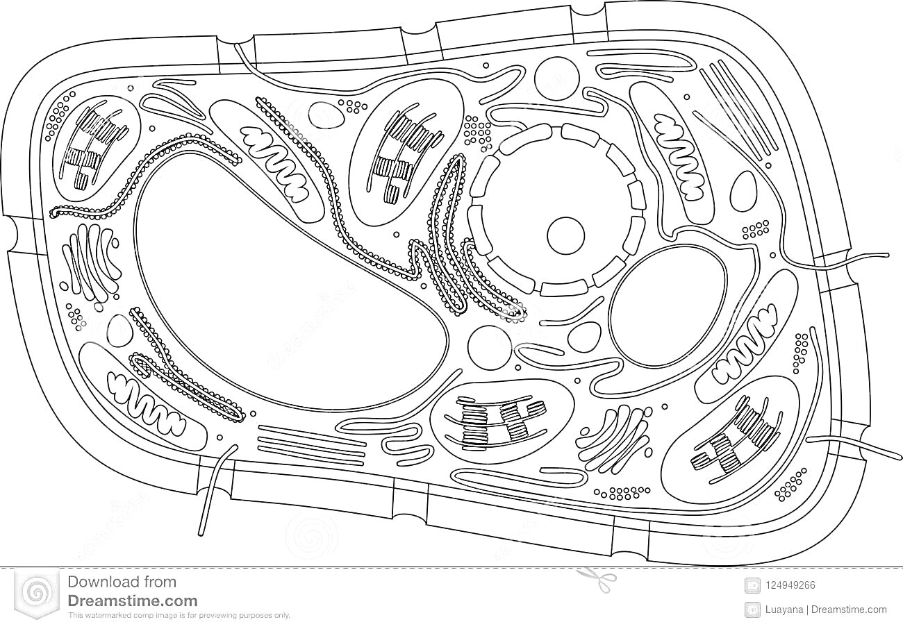 растительная клетка со всеми элементами, включая ядро, хлоропласты, митохондрии, эндоплазматическую сеть, аппарат Гольджи, вакуоль, рибосомы, клеточную стенку, плазматическую мембрану и пероксисомы.