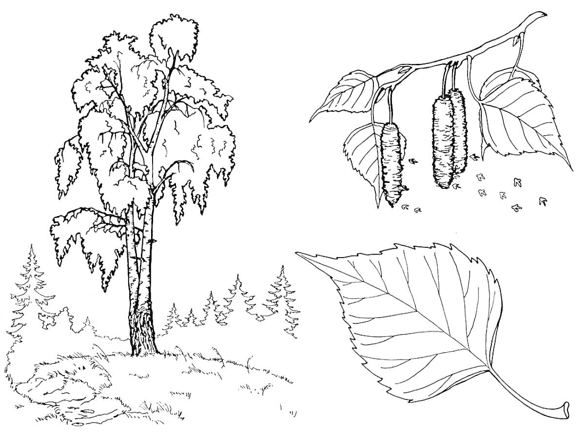 Раскраска Карликовая береза, лесная сцена, лист карликовой березы, сережки карликовой березы