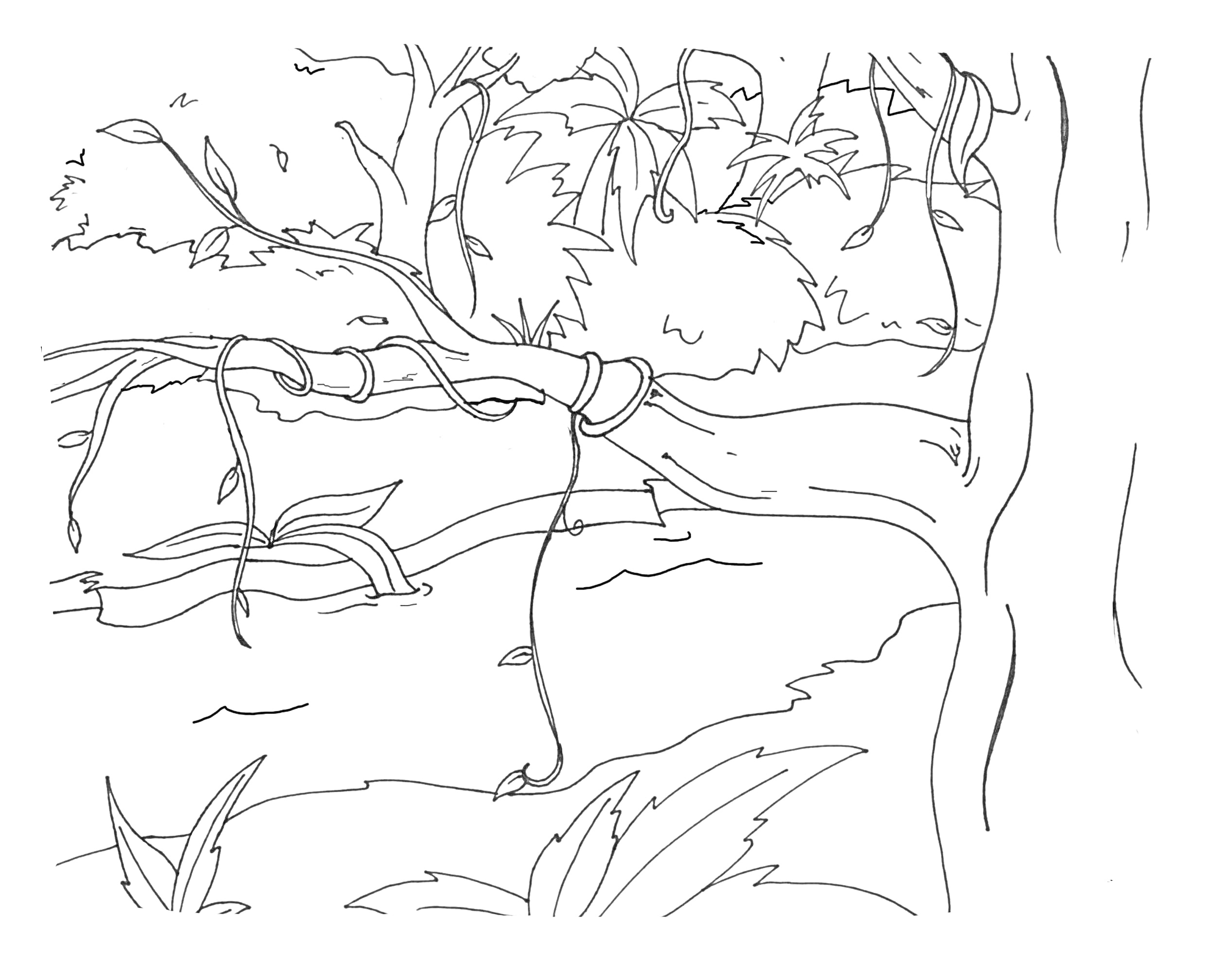 Раскраска Джунгли с деревьями, лианами и кустами