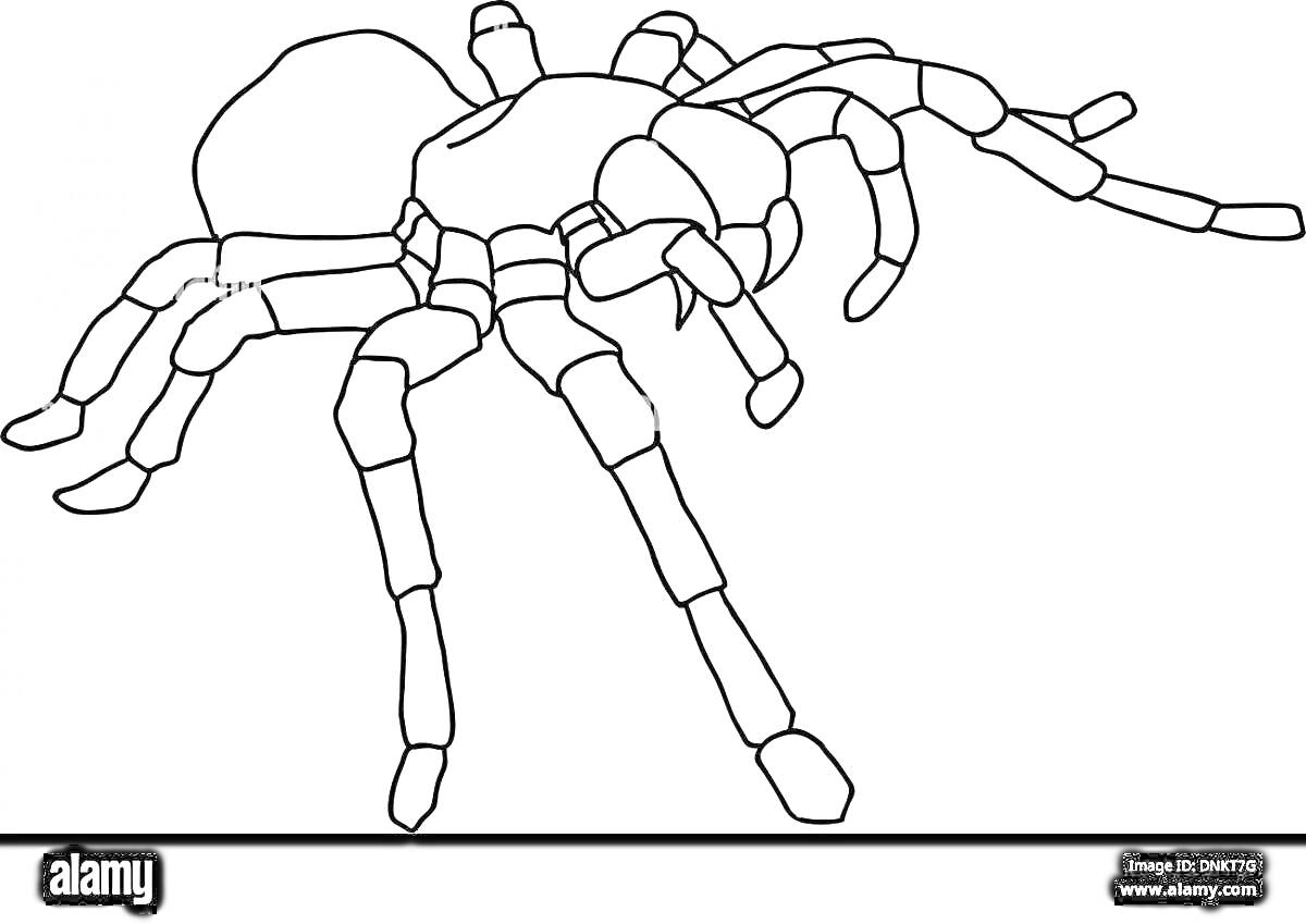 Раскраска Раскраска с пауком птицеедом, содержащая крупное изображение паука на белом фоне