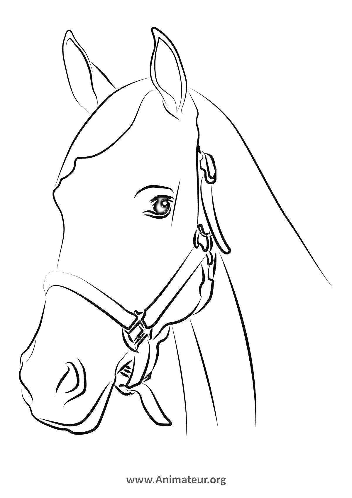 На раскраске изображено: Лошадь, Конь, Голова, Уши, Уздечка, Глаза, Грива