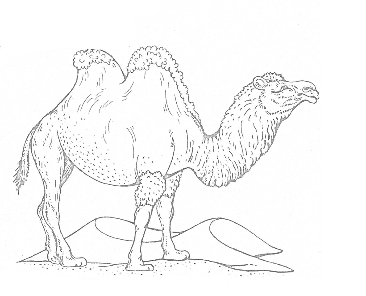 Раскраска Верблюд с двумя горбами на песке
