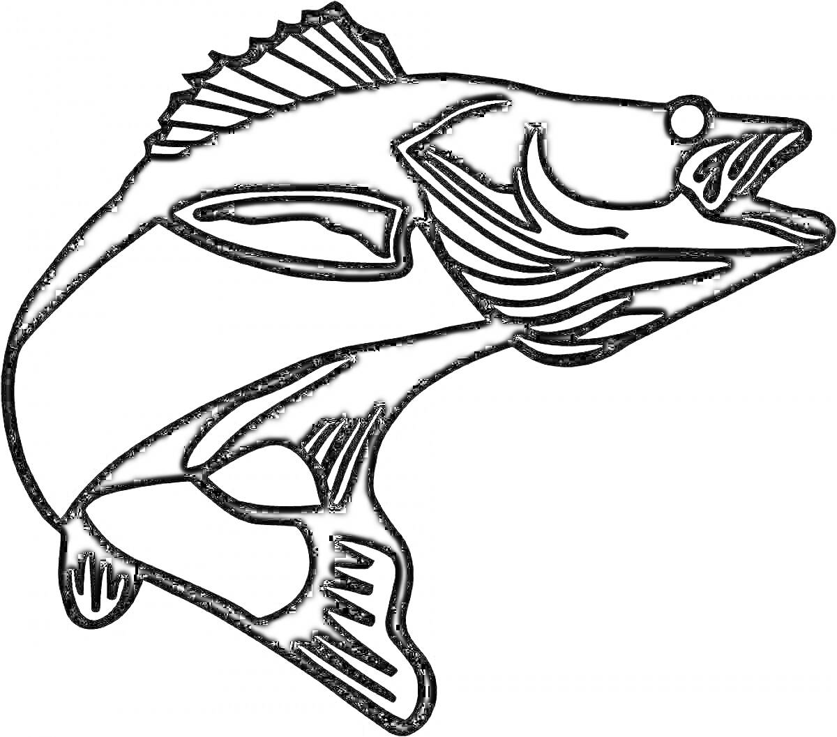 Раскраска Линии контура судака с деталями головы, плавников и чешуек.