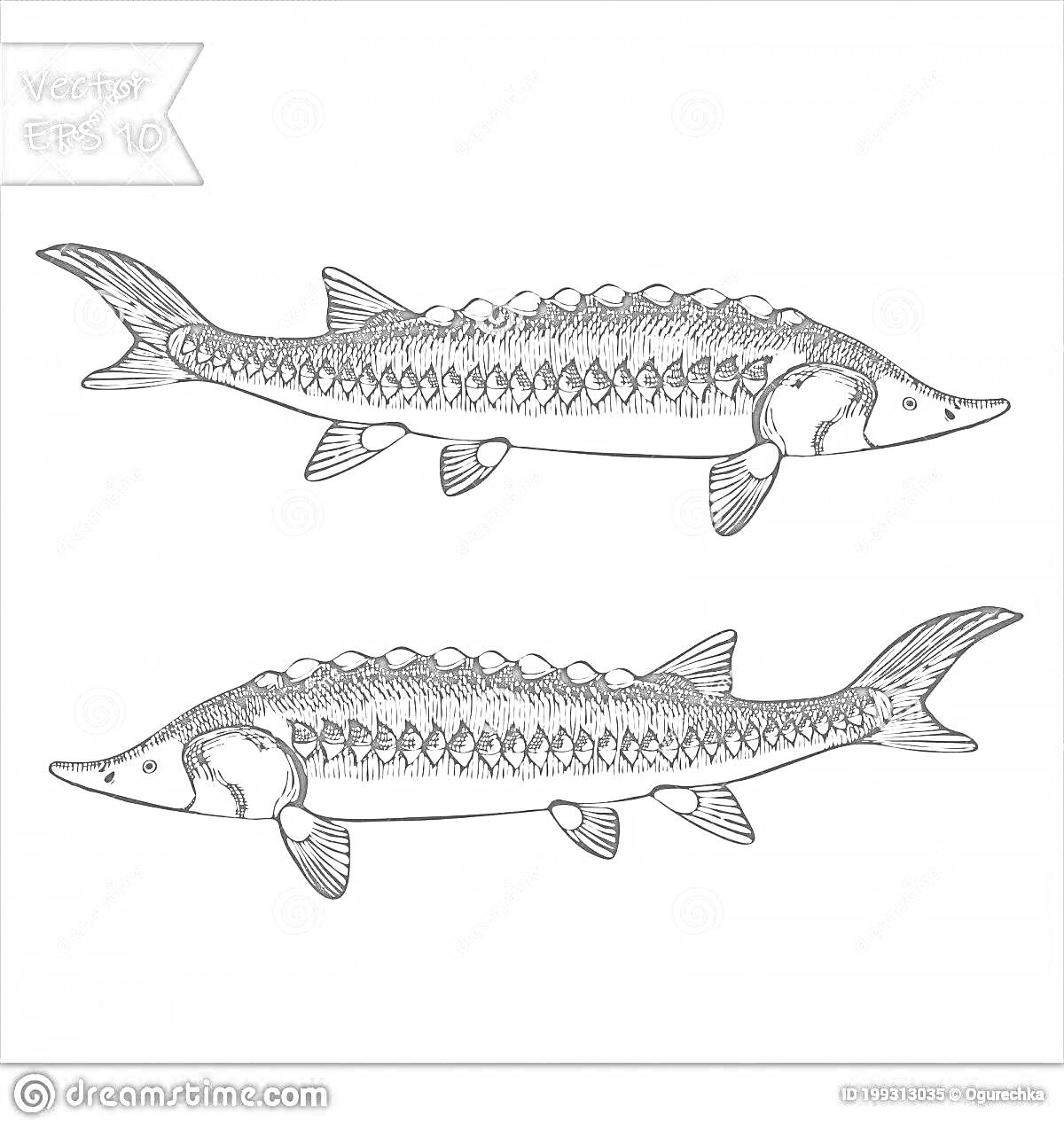 Раскраска Две стерляди на белом фоне, вид сбоку