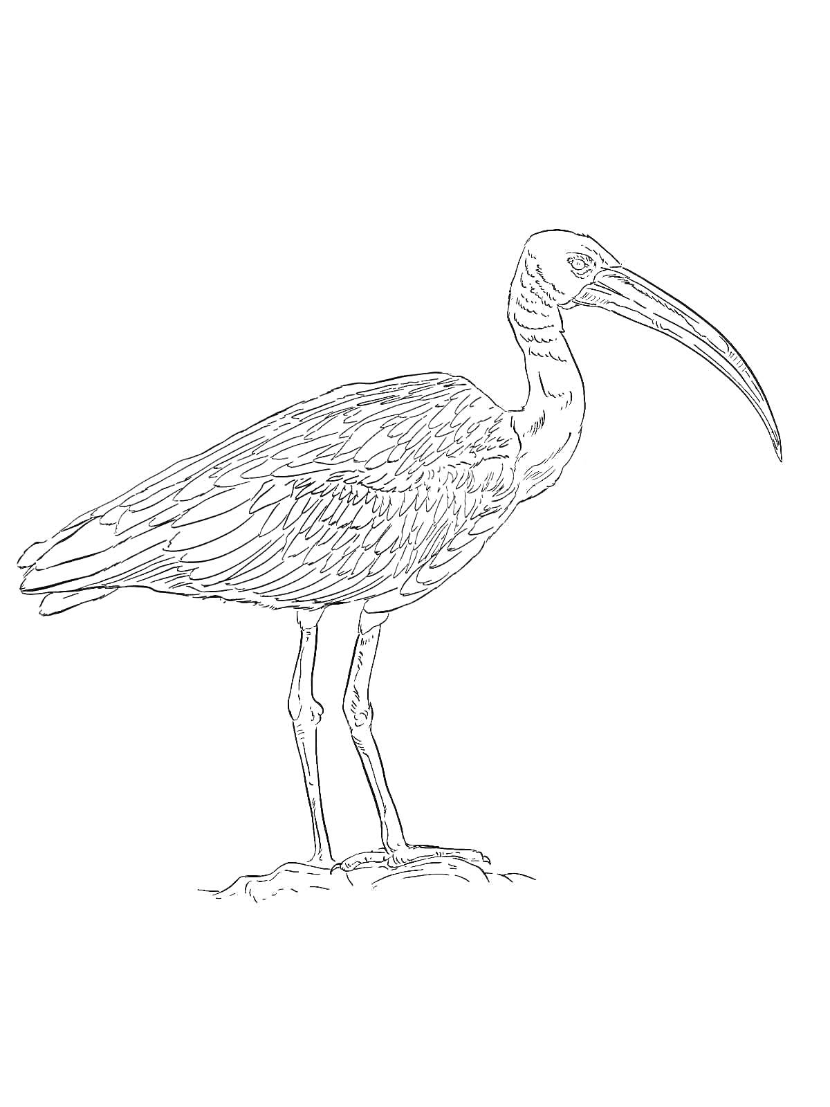 На раскраске изображено: 