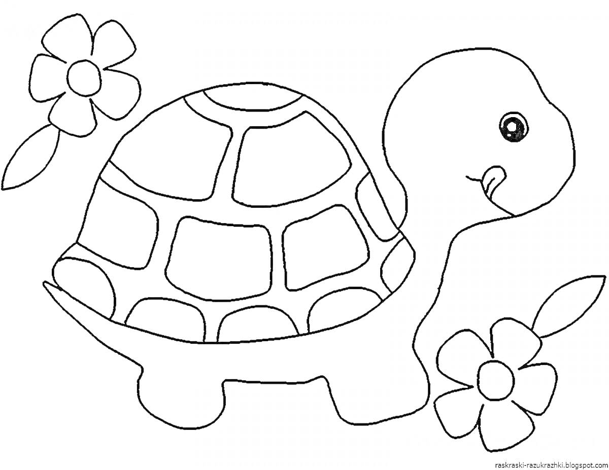 На раскраске изображено: Цветы, Животные, Черепаха