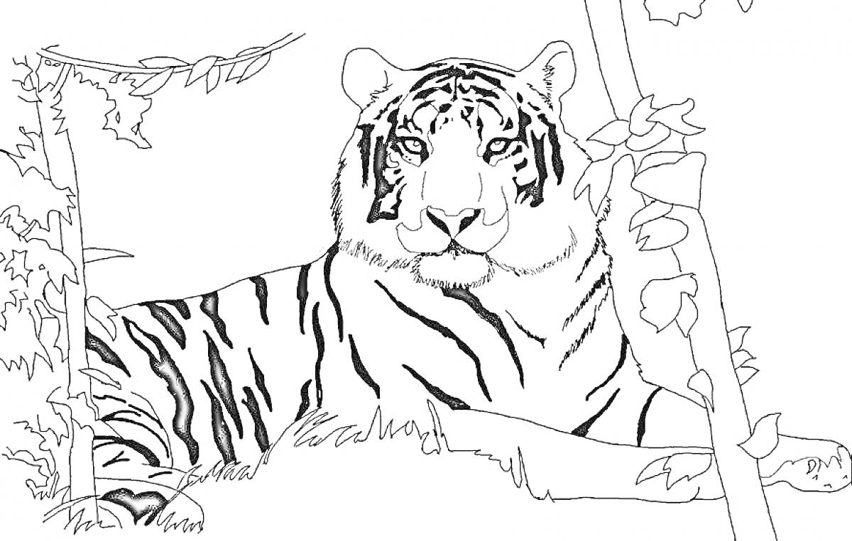 На раскраске изображено: Тигр, Листья, Природа, Большая кошка, Джунгли, Животные, Контурные рисунки, Релакс