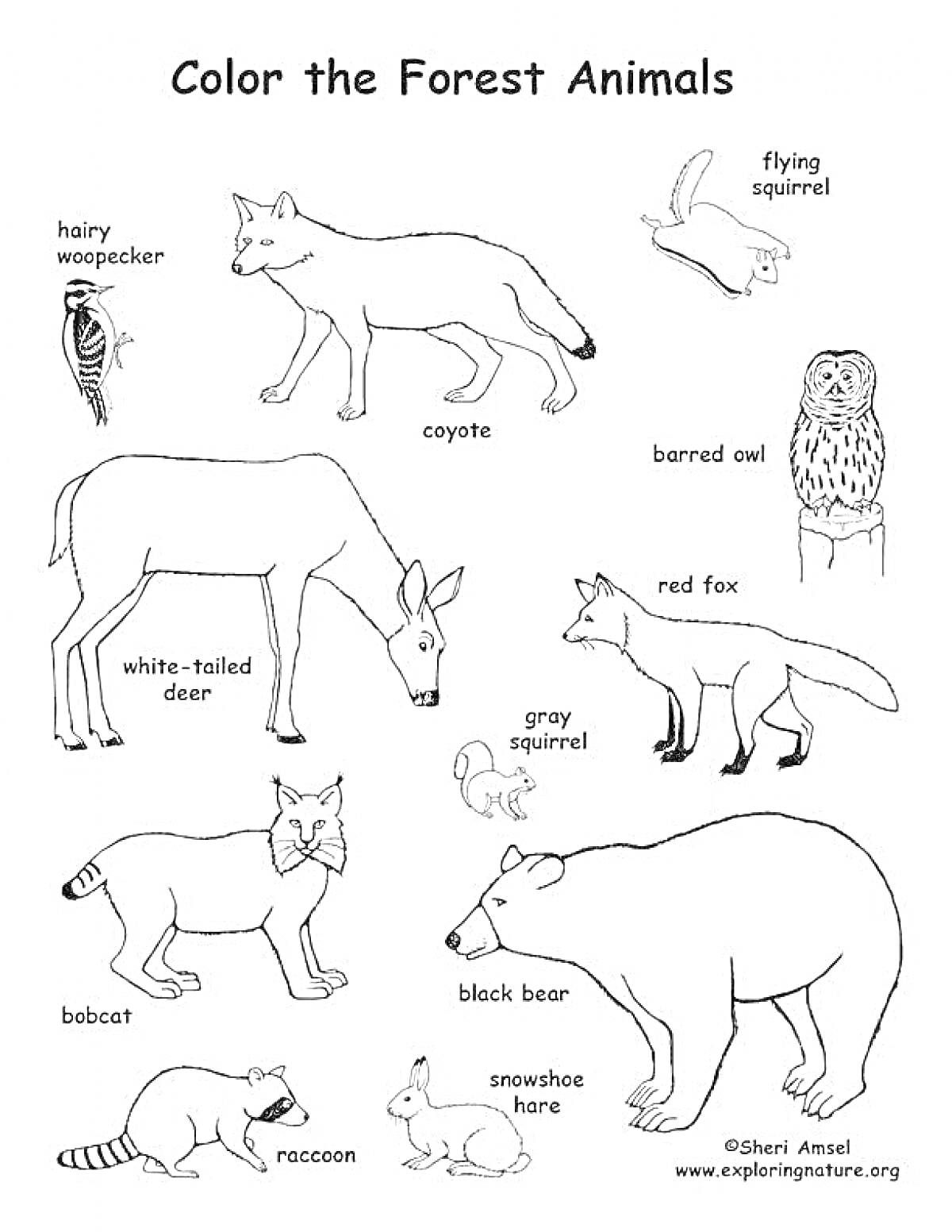 Раскраска животные леса - волосатый дятел, койот, летяга, белохвостый олень, неясыть, рыжая лисица, серая белка, рысь, черный медведь, енот, заяц-беляк
