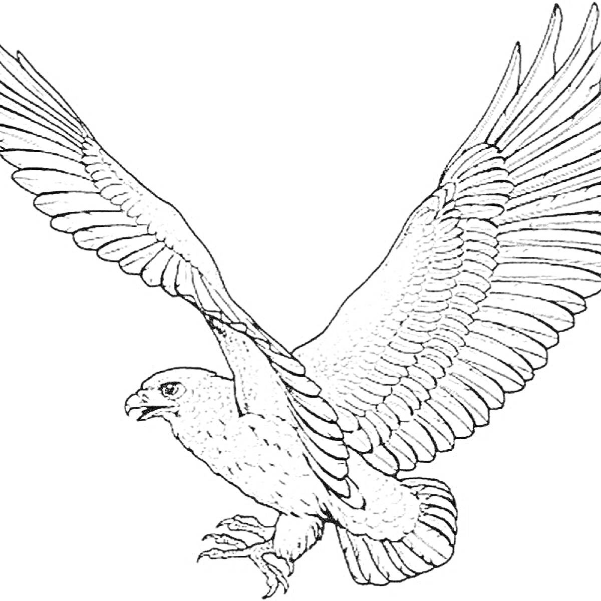 Раскраска Ястреб с расправленными крыльями в полёте