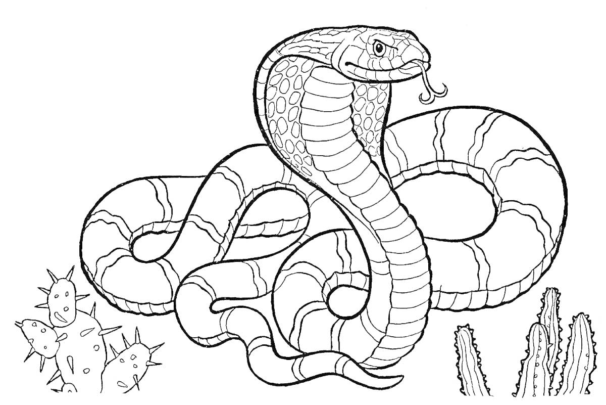 На раскраске изображено: Змея, Для детей, Пустыня, Кактусы, Растения, Рептилия, Чешуя