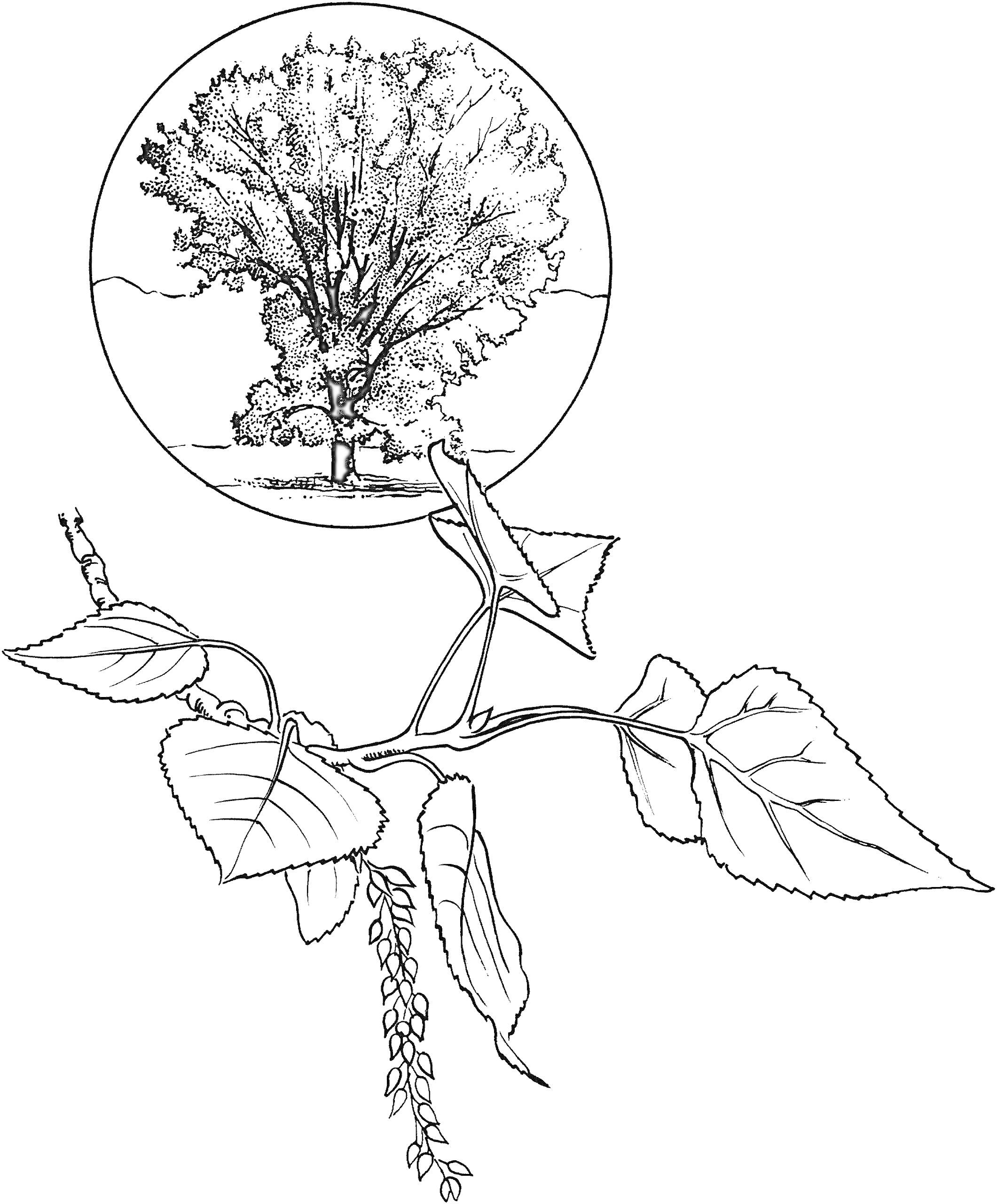 Раскраска Тополь с крупным изображением дерева в круге, ветка с листьями и сережками