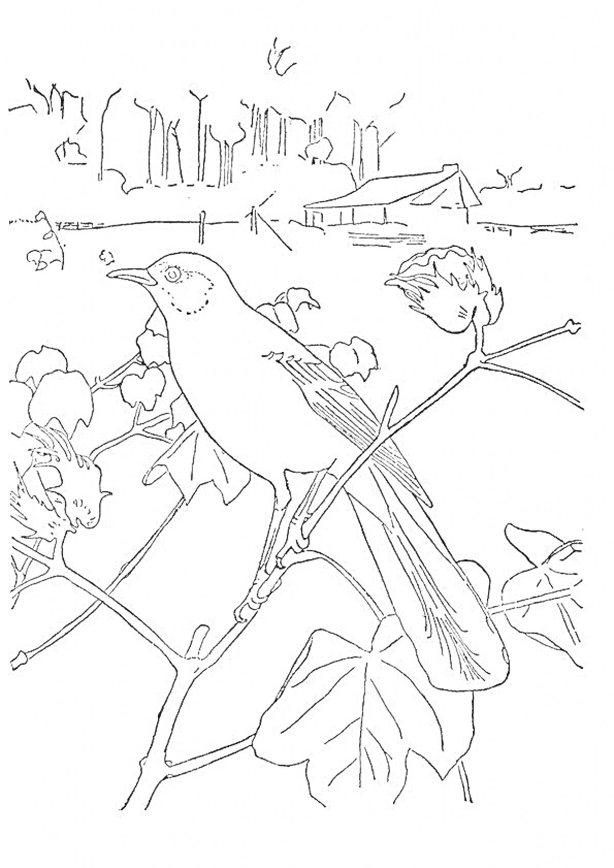 На раскраске изображено: Птица, Ветка, Листья, Деревья, Природа, Животные, Фон
