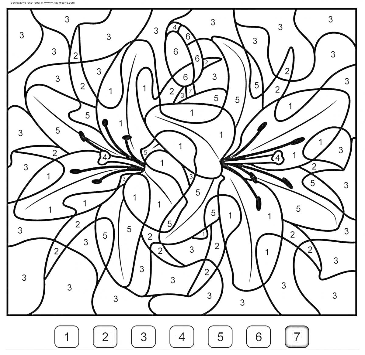 Раскраска Лилии по номерам на телефон без интернета и регистрации