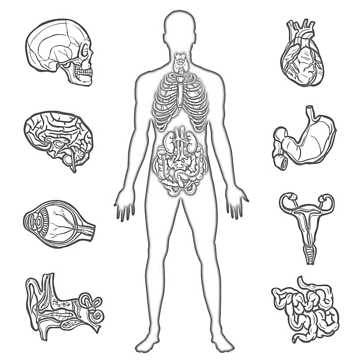 Раскраска Силуэт человека с изображением внутренностей, череп, сердце, желудок, мозг, глаз, матка, ухо, кишечник