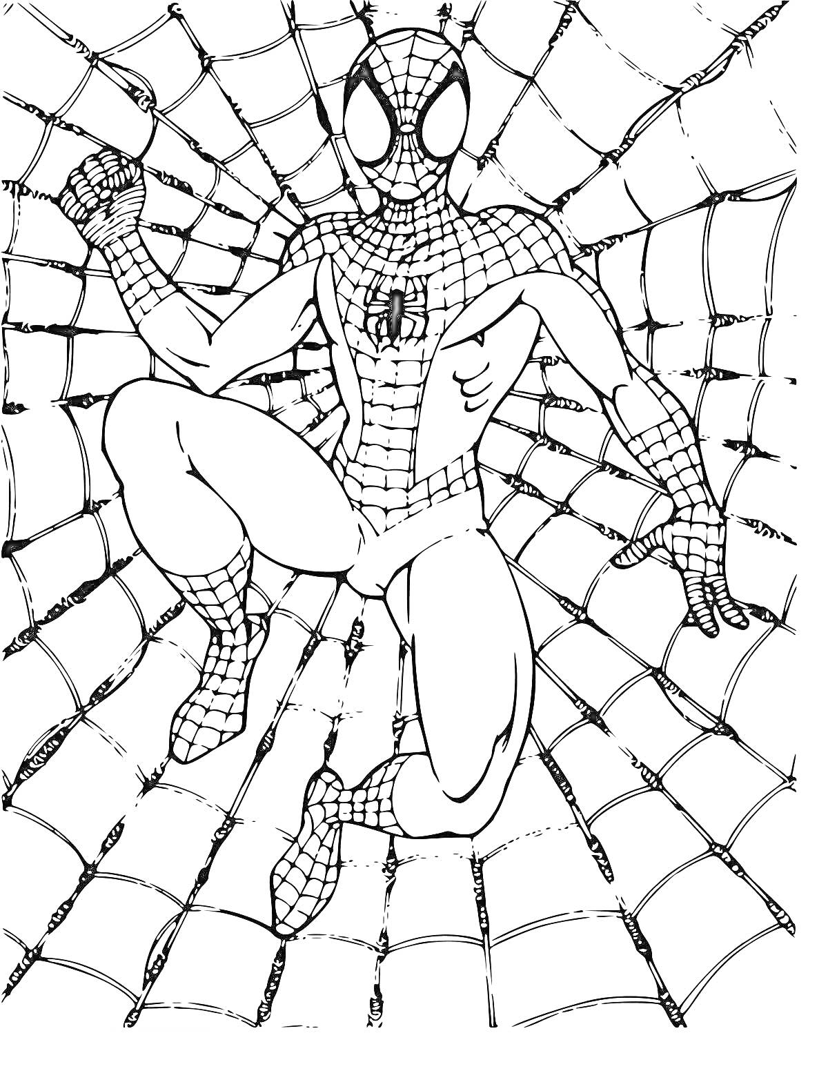 Раскраска Человек-паук в паутине