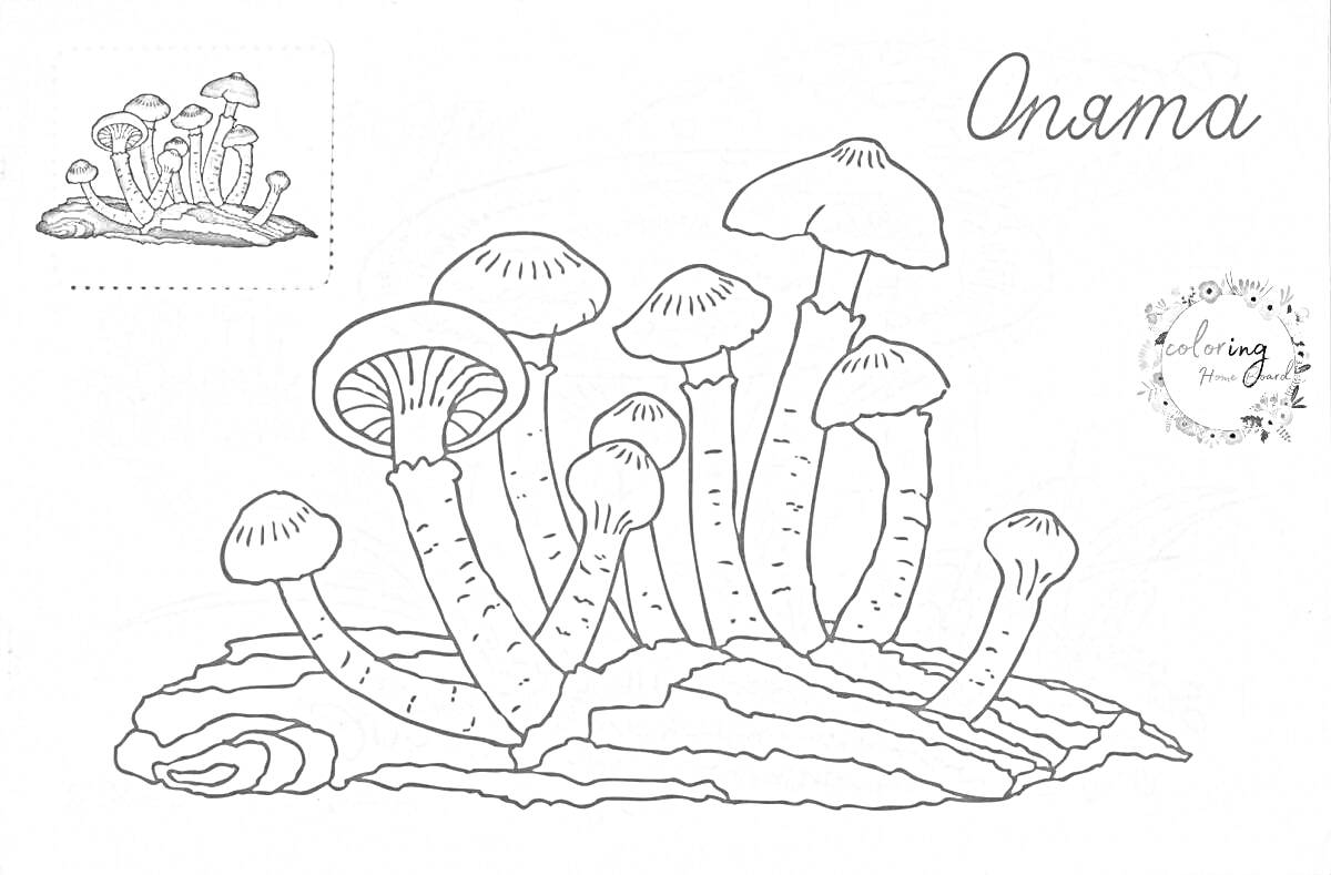 Раскраска Опята на старом бревне, девять грибов различного размера