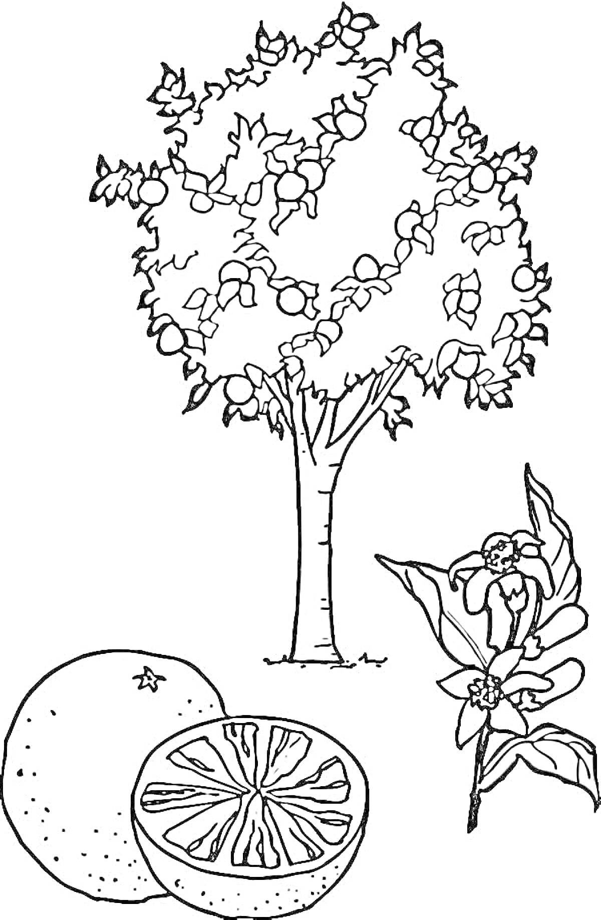 Раскраска Мандариновое дерево с плодами и цветком, целый мандарин и нарезанный мандарин