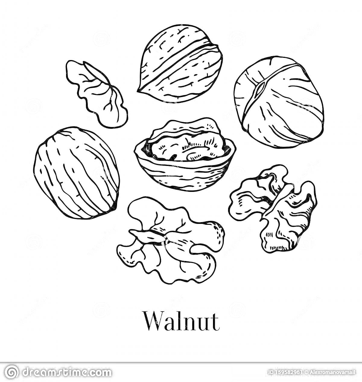 Раскраска Раскраска для детей грецкий орех: цельные орехи, половинки орехов, очищенные кусочки