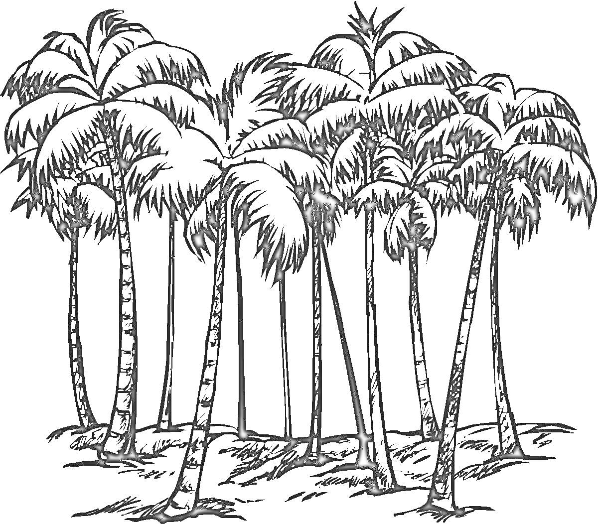 На раскраске изображено: Пальмы, Деревья, Листья, Природа, Тропики, Лес
