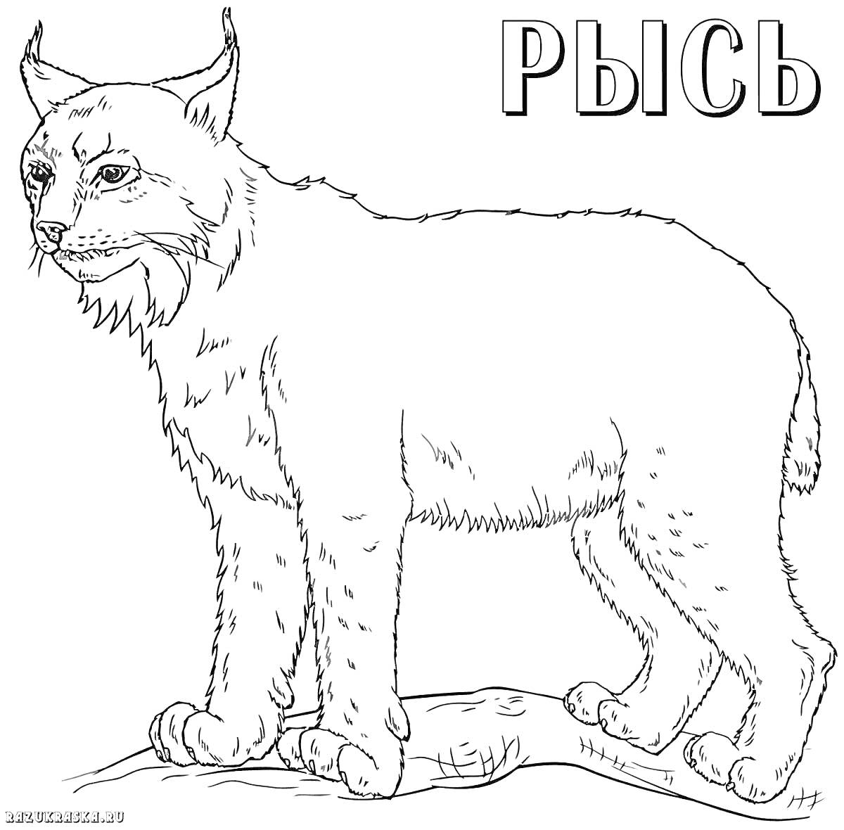 Раскраска 