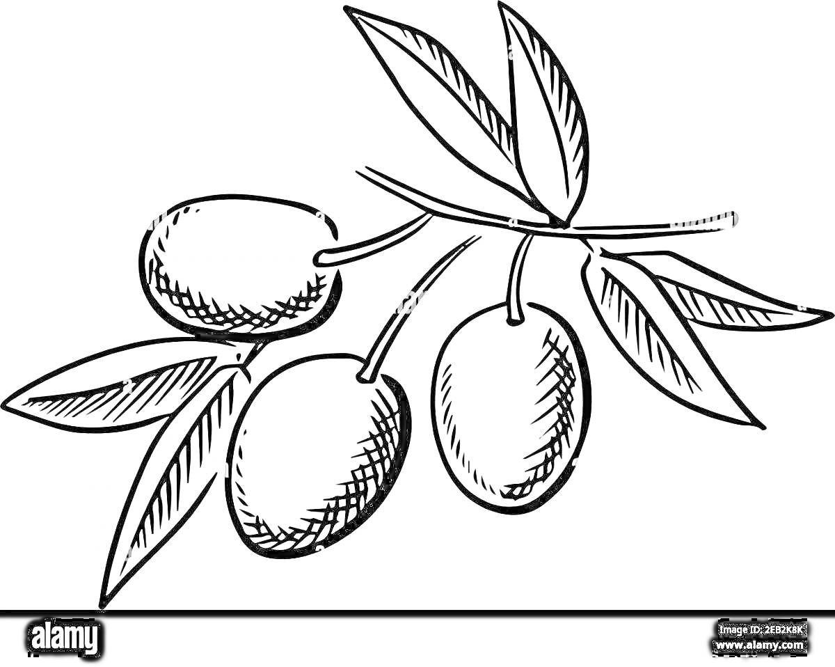 Раскраска Веточка с тремя оливками и листьями