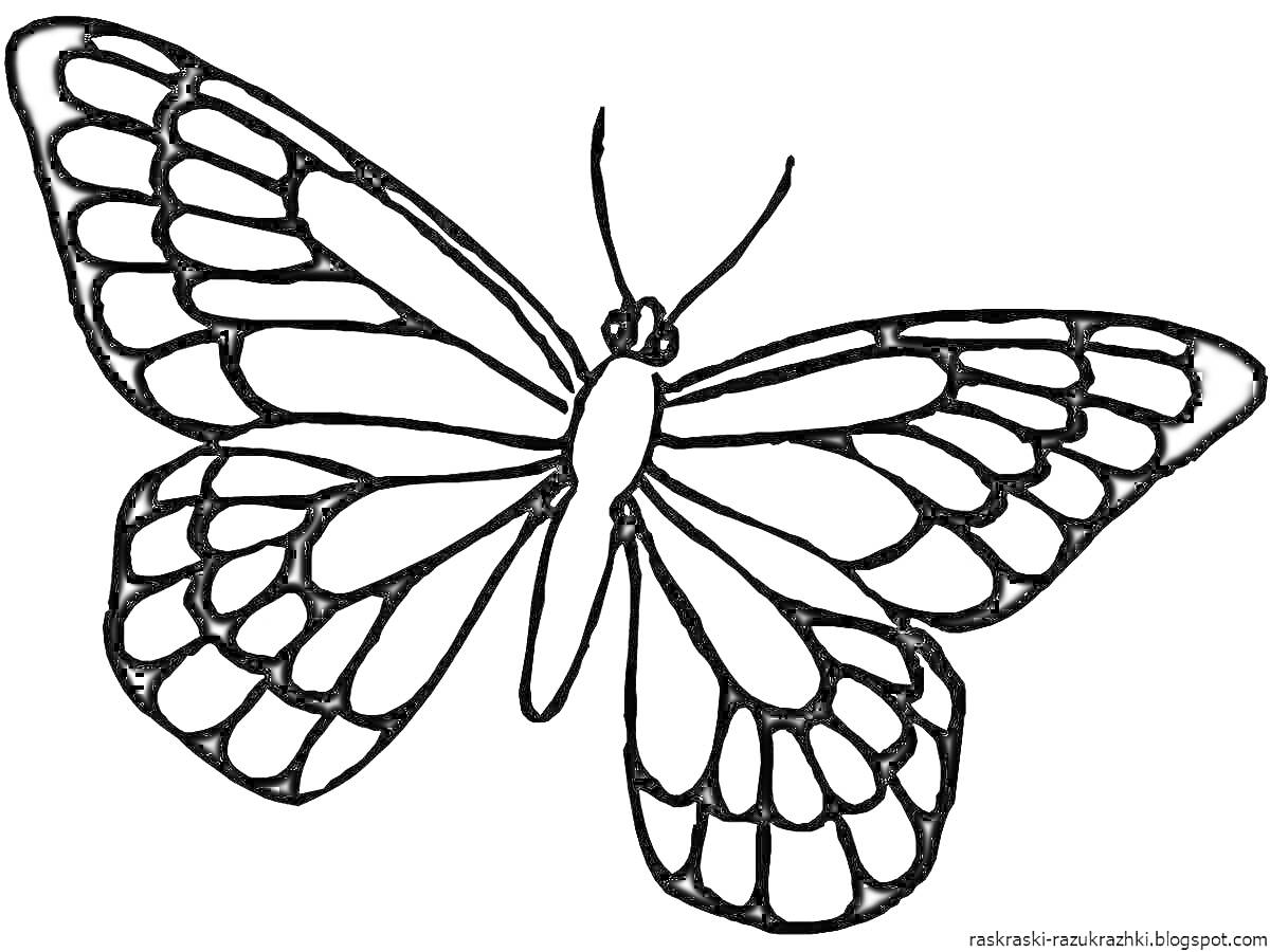 Раскраска бабочка с расправленными крыльями