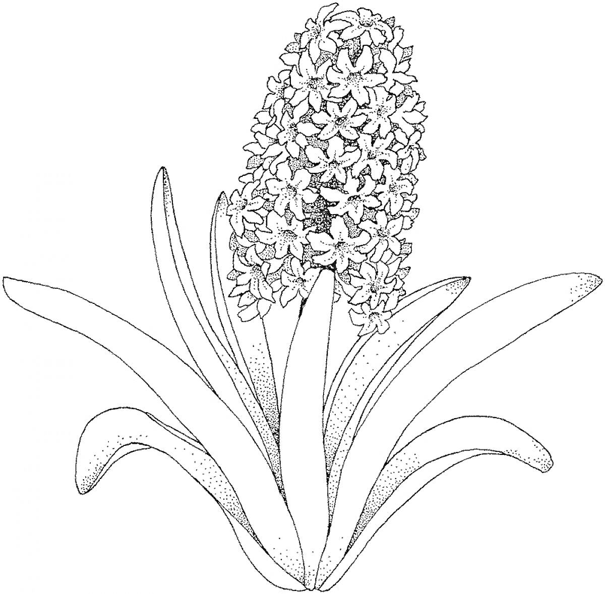 Раскраска Гиацинт с цветками и листьями