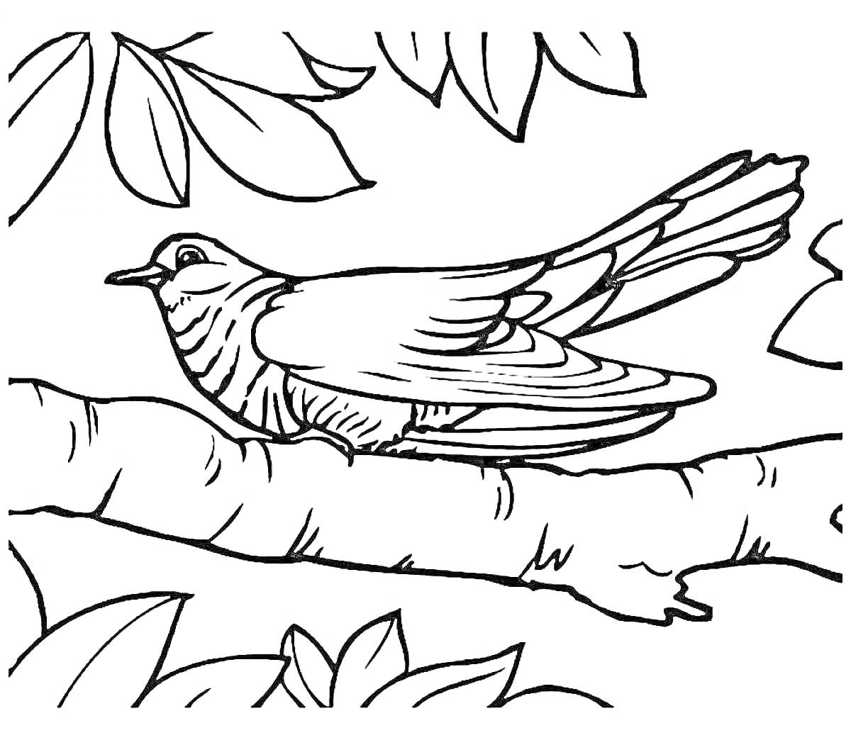 На раскраске изображено: Кукушка, Птица, Ветка, Листья, Природа, Деревья, Контурные рисунки