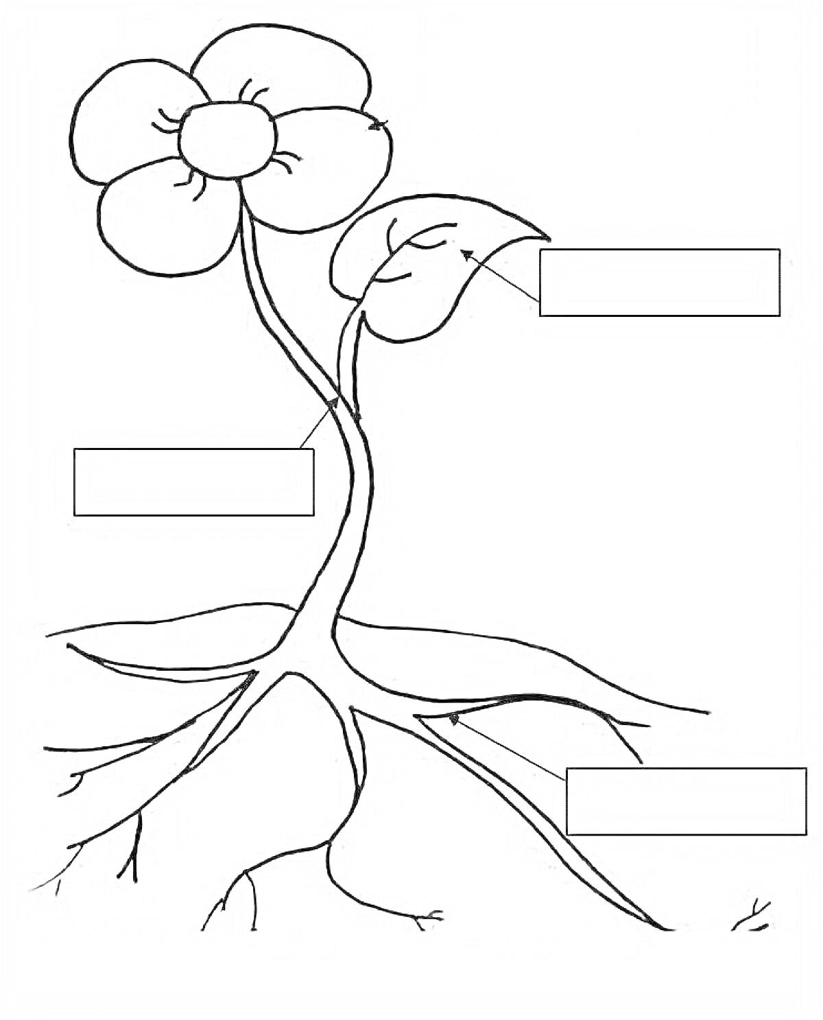 Раскраска Части растений - цветок, лист, стебель, корни