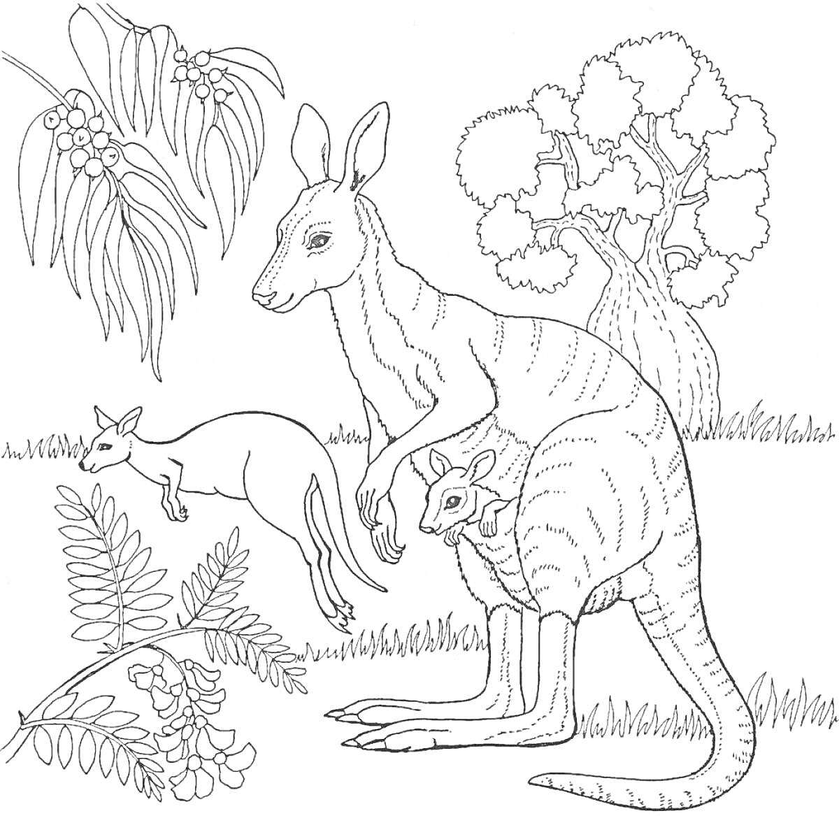 Раскраска Кенгуру с детенышем и молодым кенгуру на фоне деревьев и растений