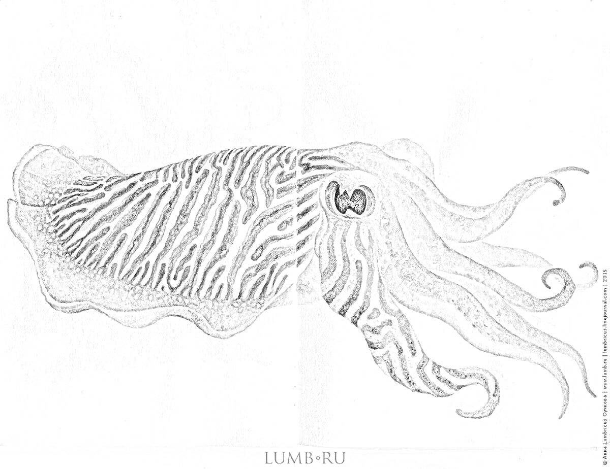 Раскраска Кальмар с зебристым узором