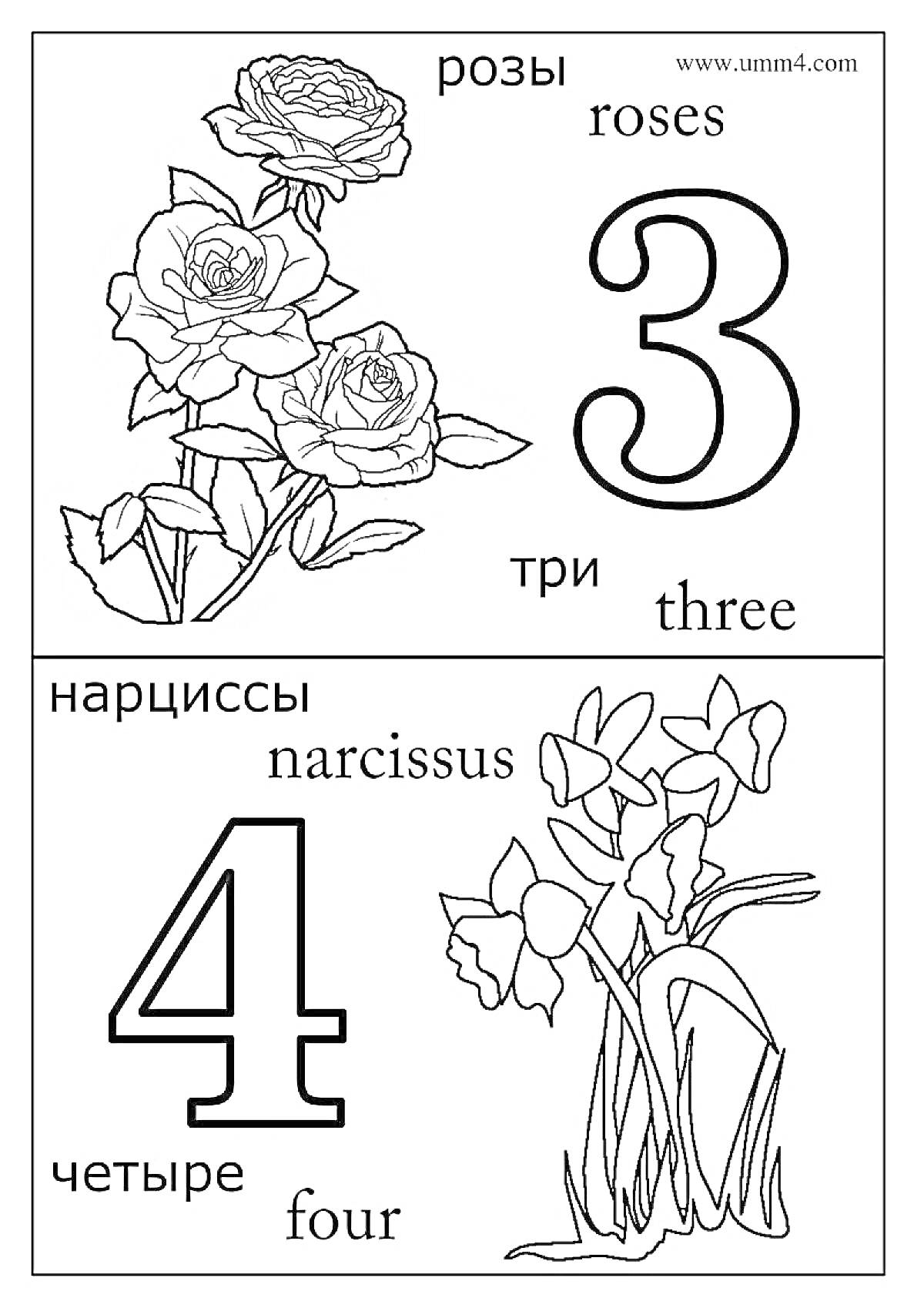 Раскраска раскраска с цифрами 3 и 4, розы и нарциссы, с подписями на русском и английском языках