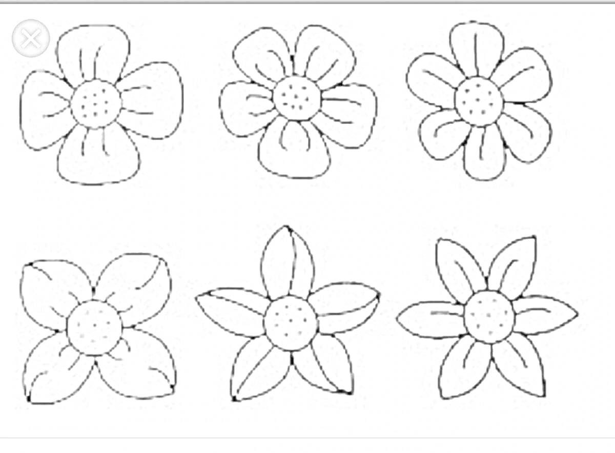 Раскраска Шесть цветков с различными лепестками