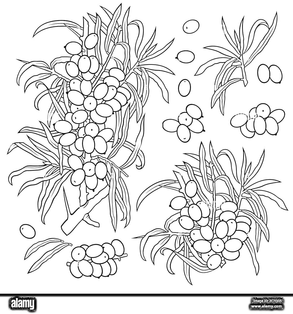 На раскраске изображено: Облепиха, Ягоды, Ветка, Листья, Природа, Растения, Контурные рисунки