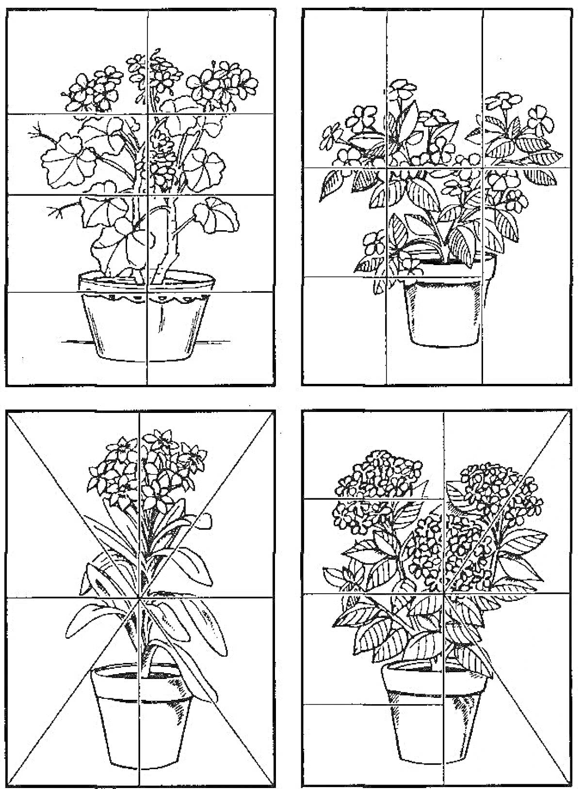 РаскраскаКомнатные растения в горшках с разделением на части