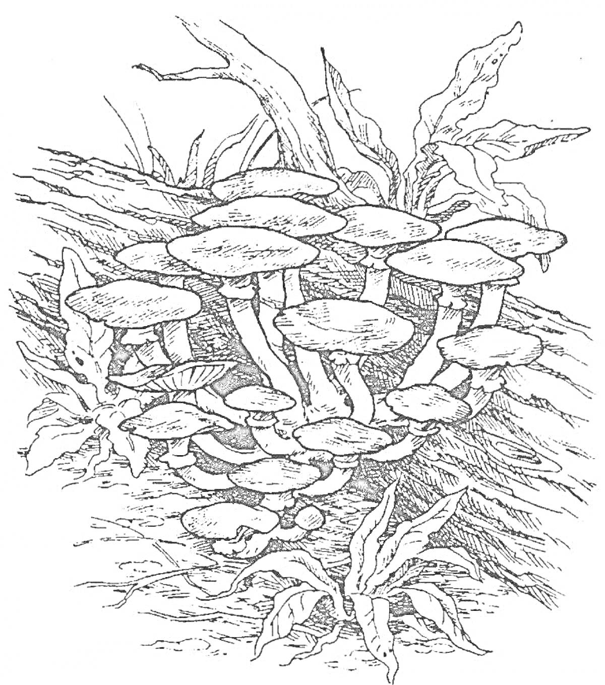 На раскраске изображено: Опята, Грибы, Бревно, Лес, Листья, Природа