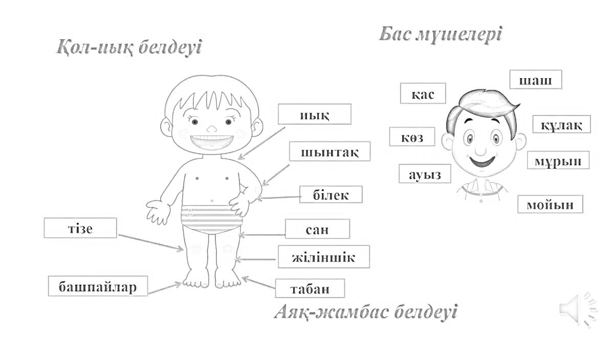 Иллюстрация с обозначением частей тела